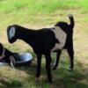 Nubian bucks 7 month old