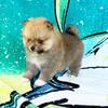 CKC Pomeranian: JESSIE