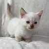 Munchkin minuet rughugger napoleon standard short leg kittens