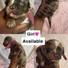 Micro bully’s