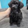 Toy poodle puppy 