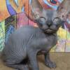 4 months old sphynx available