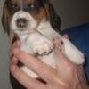 Male Beagle Puppies