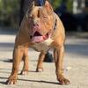 Bossy kennels male up for stud*******