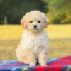 Purebred Toy Poodle Puppies AKC/CKC lines