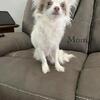 Long Haired Chihuahua Puppies