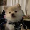 Pomeranian puppies black , white ,cream males females