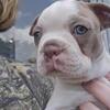 Boston Terrier puppies