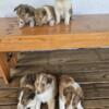 Rough Collie puppies