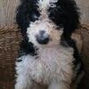 Standard Poodle