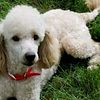 Miniature Poodle stud/NOT FOR SALE FOR STUD ONLY