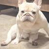 Akc male french bulldog