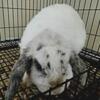 Blue magpie male holland lop