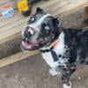 Merle American Bandog Mastiff