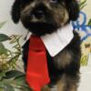 Beautiful Schnoodle Puppies for Sale!