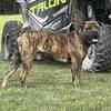 4 year old Neutered Male Boerboel