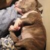 Female Puppy