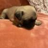 Pug puppy male