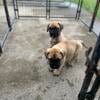 Akc reg Bullmastiff pups available