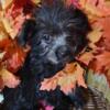 Jason Mini Aussiedoodle puppy for Sale