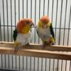 White Bellied Caique Pair