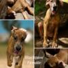 Great Dane Puppies *Price drop*