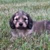 Elegant English Cream Miniature Dachshund Puppies!