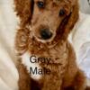 Red Standard Poodle Puppies