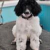 standard poodle puppies  newberry sc or can meet in fort mill