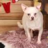 Male Chihuahua AKC ready for the ladies