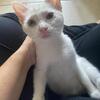 Kitten 12 week old flame point Siamese female Clearwater florida 