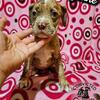 Flashy Chocolate Merle - Aveline