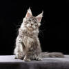 Maine Coon Kittens European Bloodline