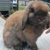 Tort Holland Lop Doe
