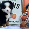 Bernese Mountain Dogs