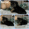 Yorkie puppy