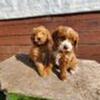 Mini Goldendoodle puppies