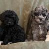 For Sale: Cavapoo Puppies & Yorkiepoo Puppies, F1 Generation