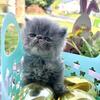 Persian kittens minuets 