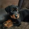 AKC REGISTERED MALE ROTTWEILER PUP