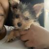 Morkie Puppies And Dad Yorkie For Sale To Loving Home