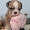 AKC FEMALE  ENGLISH BULLDOG PUPPY