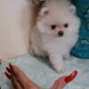 Pomeranian female puppy