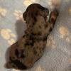 Miniature dachshund