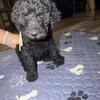 F2B standard golden doodle puppies