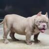 5  months Male American Bully