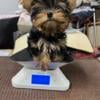 Toy Male Yorkshire Terrier