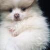 Sold* Rare Gray Marbled Eyes Lavender Parti Pomeranian Health Guarantee Heartshape Nose Vetted Vaccinated