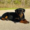 Rottweiler AKC  MALE Puppy AKC CHAMPION  SIRED