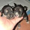 Siberian Husky Puppies – Rehoming Soon